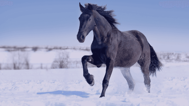 Year Of The Horse Glo